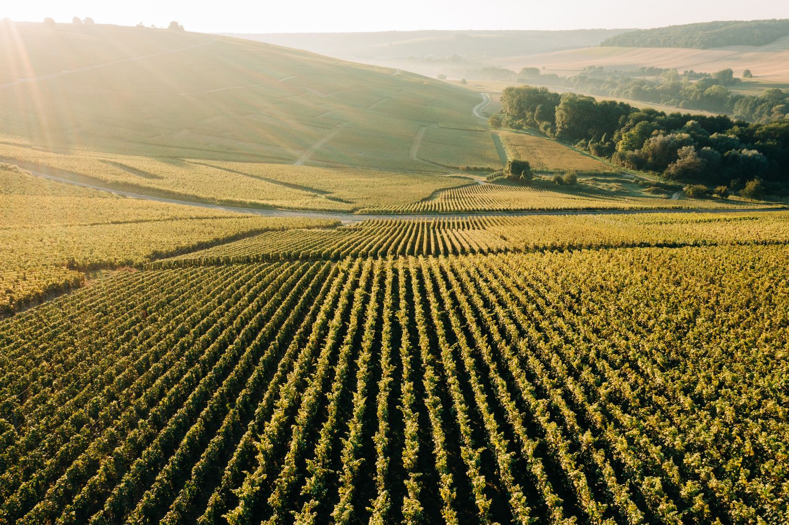 Discovering the Art of Winetasting on a Honeymoon in Champagne