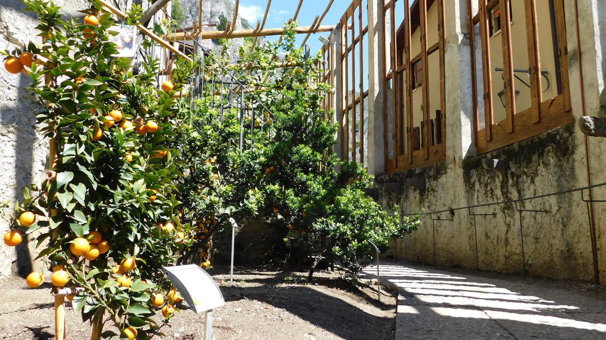 Unlocking the Secret 'Elixir' of a Healthy Life in Italy's Hidden Village