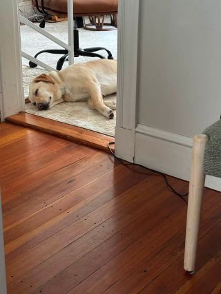 When in Doubt, Cry (or Bark) It Out: Finding Resilience in the Toughest Times