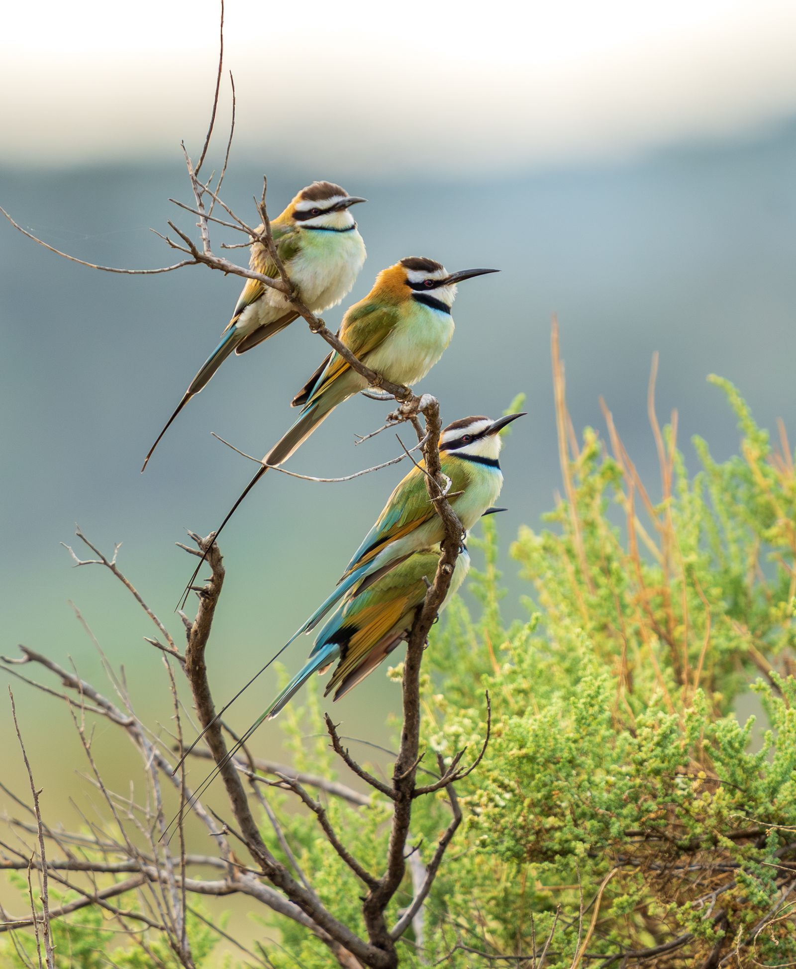 11 Unforgettable Birdwatching Destinations Around the World