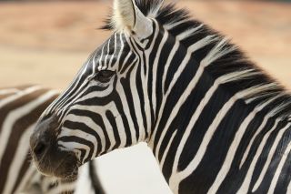 Why Every Patient Needs an AI Zebra Scan